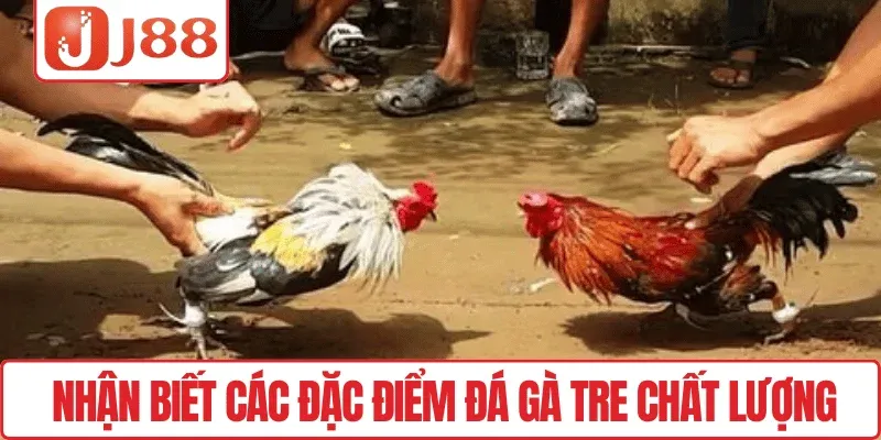Nhận biết các đặc điểm đá gà tre chất lượng
