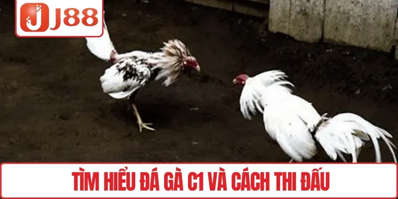 Tìm hiểu đá gà C1 và cách thi đấu