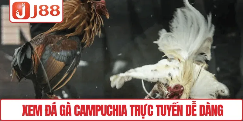 Xem đá gà Campuchia trực tuyến dễ dàng