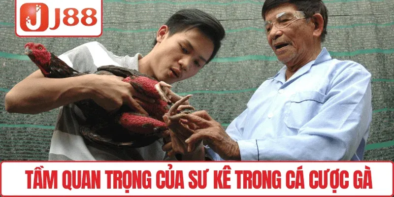 Tầm quan trọng của sư kê trong cá cược gà